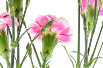 Fototapeta premium carnation flower isolated on white background