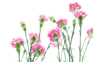 Obraz na płótnie Canvas carnation flower isolated on white background
