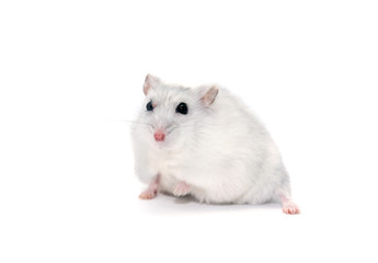 Hamster On White