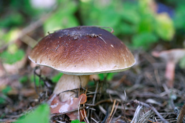 Mushroom In Nature