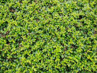 Green plants cover on the wall