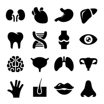 Human Organs Icons Set. Vector