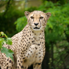 leopard