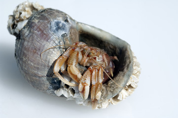 Einsiedlerkrebs, Pagurus, bernhardus,
