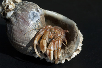 Einsiedlerkrebs, Pagurus, bernhardus,