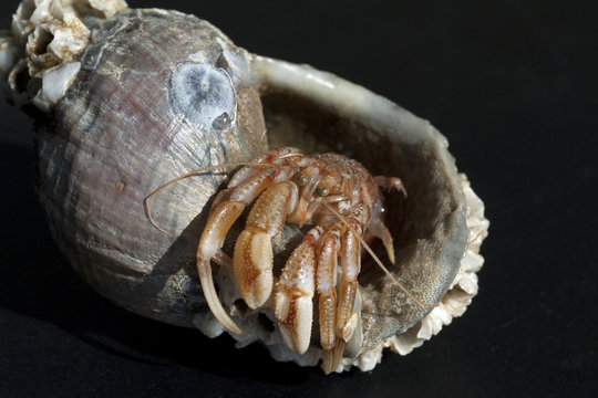 Einsiedlerkrebs, Pagurus, bernhardus,