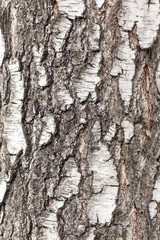 bark texture