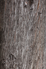 Obraz premium bark texture