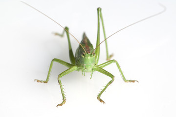 Grosses Heupferd, Tettigonia, Viridissima