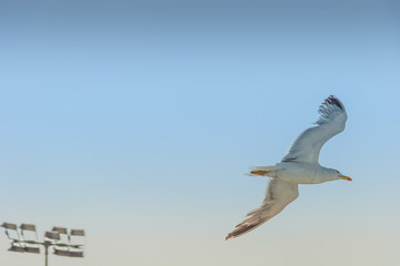 Sea gull in the sky