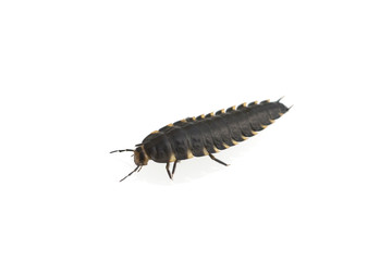 laufkaeferlarve, Laufkaefer; Larve, Carabidae;