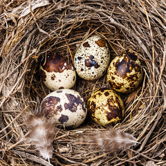 Obraz premium nest with quail eggs