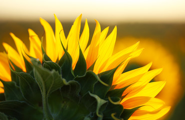 Beautiful sunflowers field