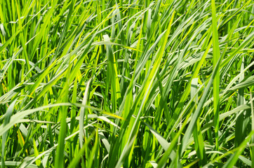 green grass meadow background in the afternoon sunlight