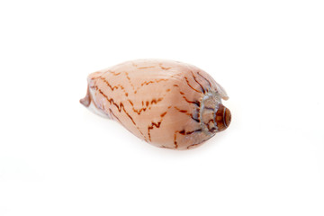 sea shell