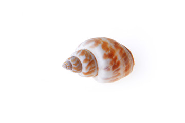 sea shell