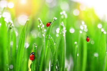 Obrazy  świeża zielona trawa z kroplami wody i biedronkami