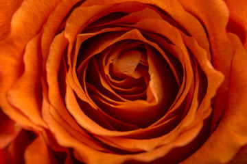 Romantic orange rose
