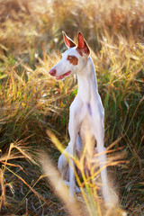 Ibizan Hound dog