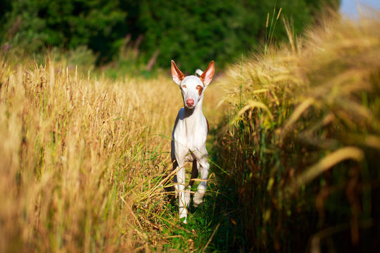 Ibizan Hound Dog