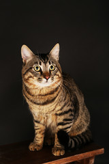 Obraz premium Grey cat on wooden stool on dark background