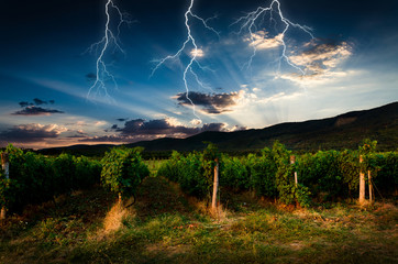 Naklejka na ściany i meble Thunderstorm with lightning in grape field.