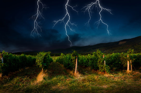 Thunderstorm with lightning in grape field.