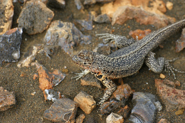 lezard aux Galapagos
