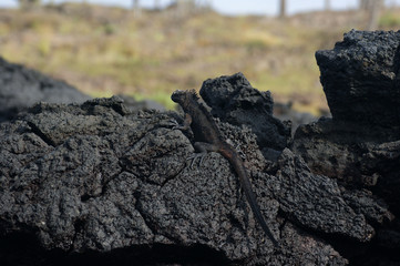 Iguane marin des Galapagos