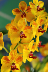 yellow orchid flowers in the nature