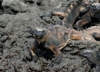 Iguane marin des Galapagos