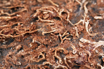 Coconut close-up