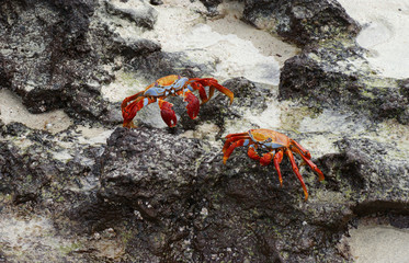 crabe rouge des Galapagos