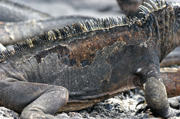 Iguane marin des Galapagos