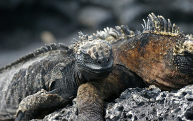 Iguane marin des Galapagos