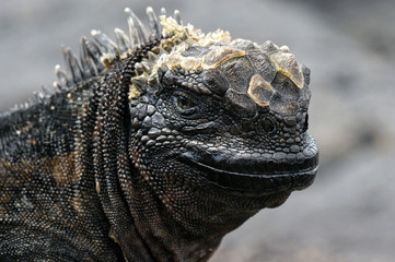 Iguane marin des Galapagos