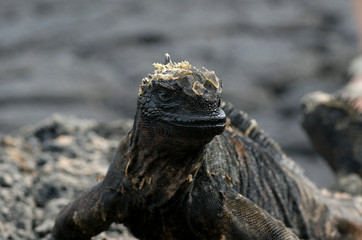 Iguane marin des Galapagos