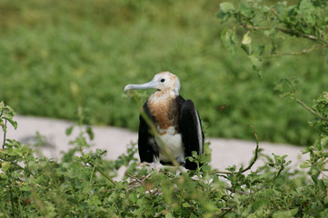 Frégate du Pacifique