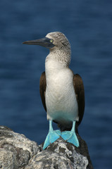Fou à pieds bleus