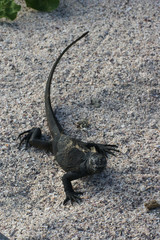 Iguane marin des Galapagos