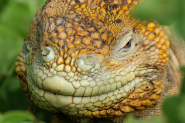 Iguane terrestre des Galapagos