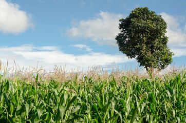 Corn field on mountain in clear day