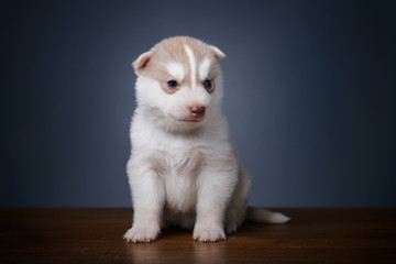Fototapeta na wymiar Cute little puppy of siberian husky