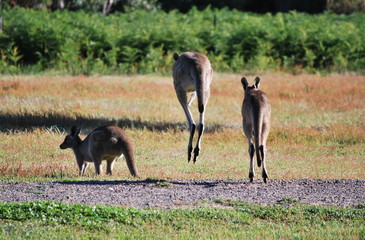 jumping kangaroos