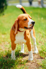 Beagle On Meadow - Pedigree Dog