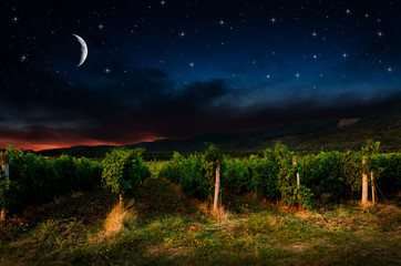 Grape field in the night