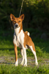 Naklejka na ściany i meble Small hunting dog breed Basenji