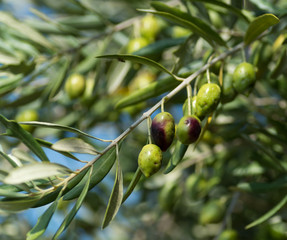Fototapeta premium Olives