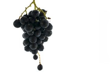 blue grapes