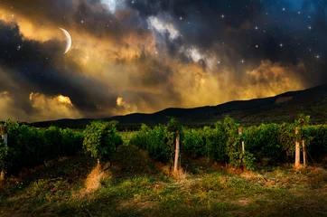Foto auf Acrylglas Grape field in the night © klagyivik